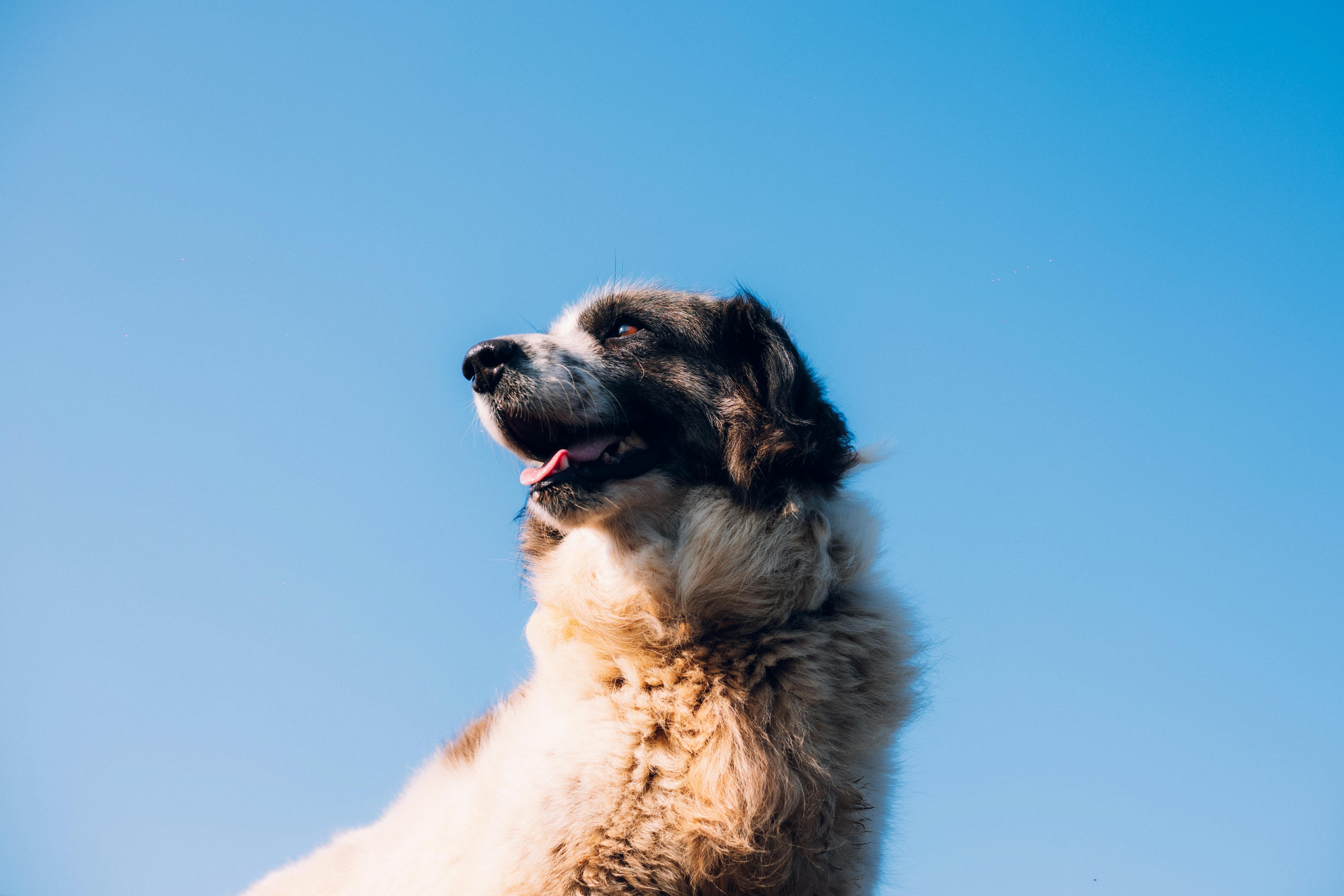 Dog on a walk
